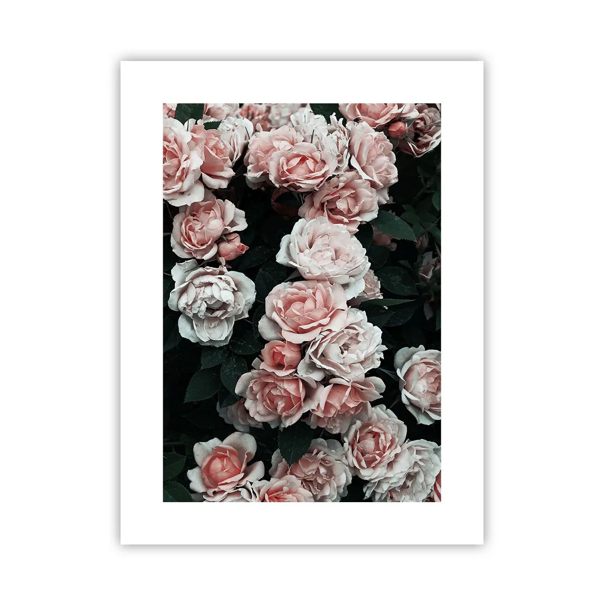 Póster - Conjunto de rosas - 30x40 cm