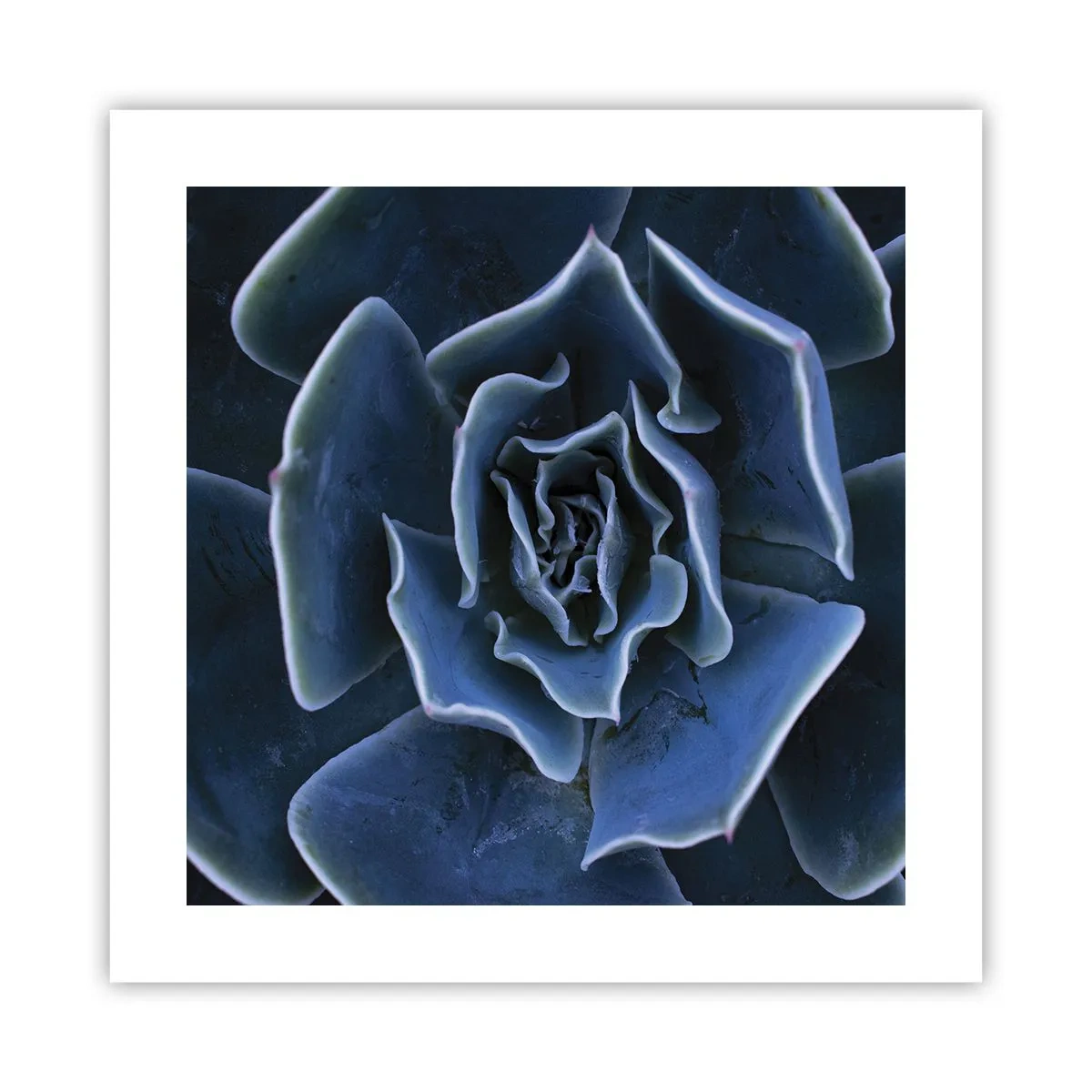 Póster - Flor del desierto - 40x40 cm