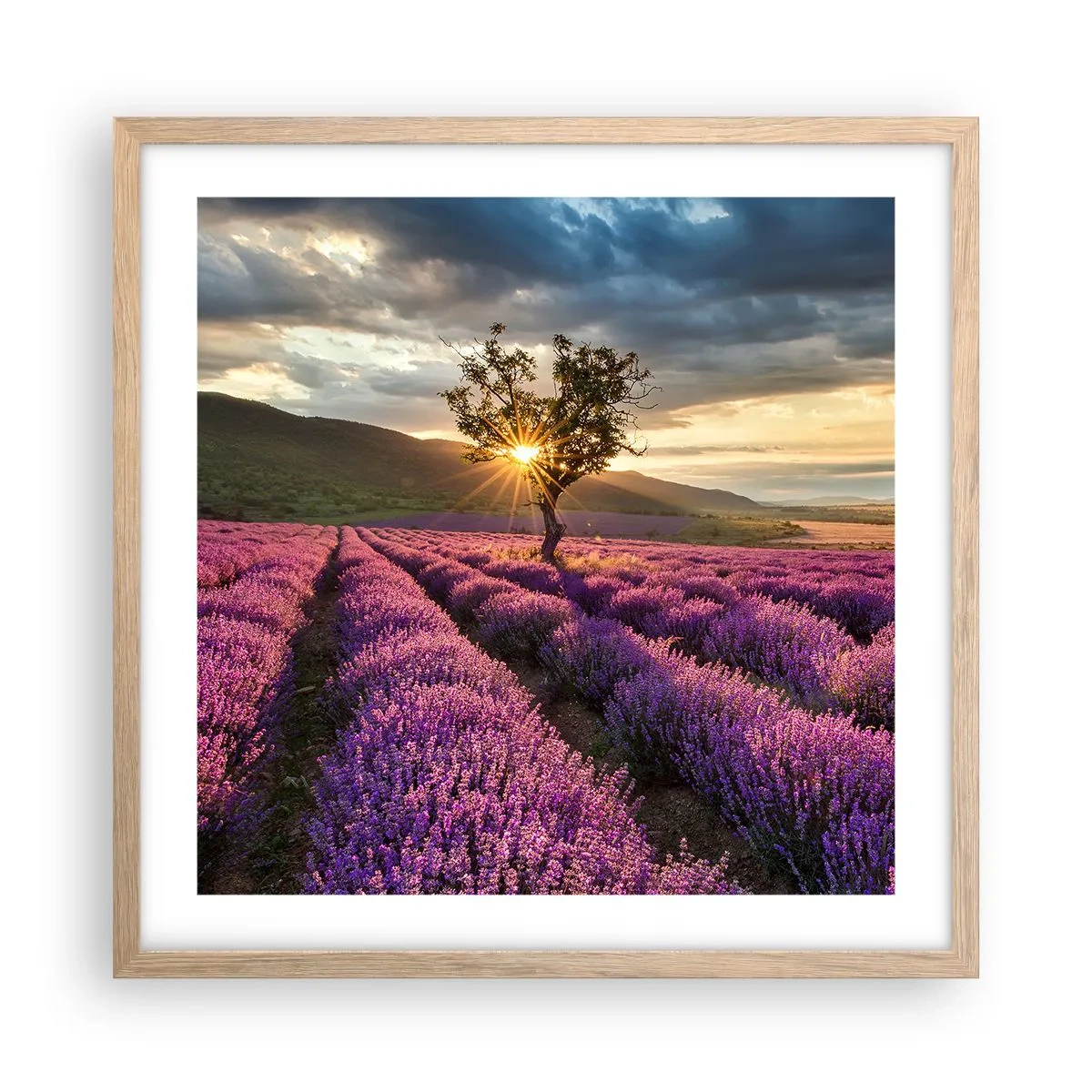 Póster en marco roble claro - Aroma en lila - 50x50 cm