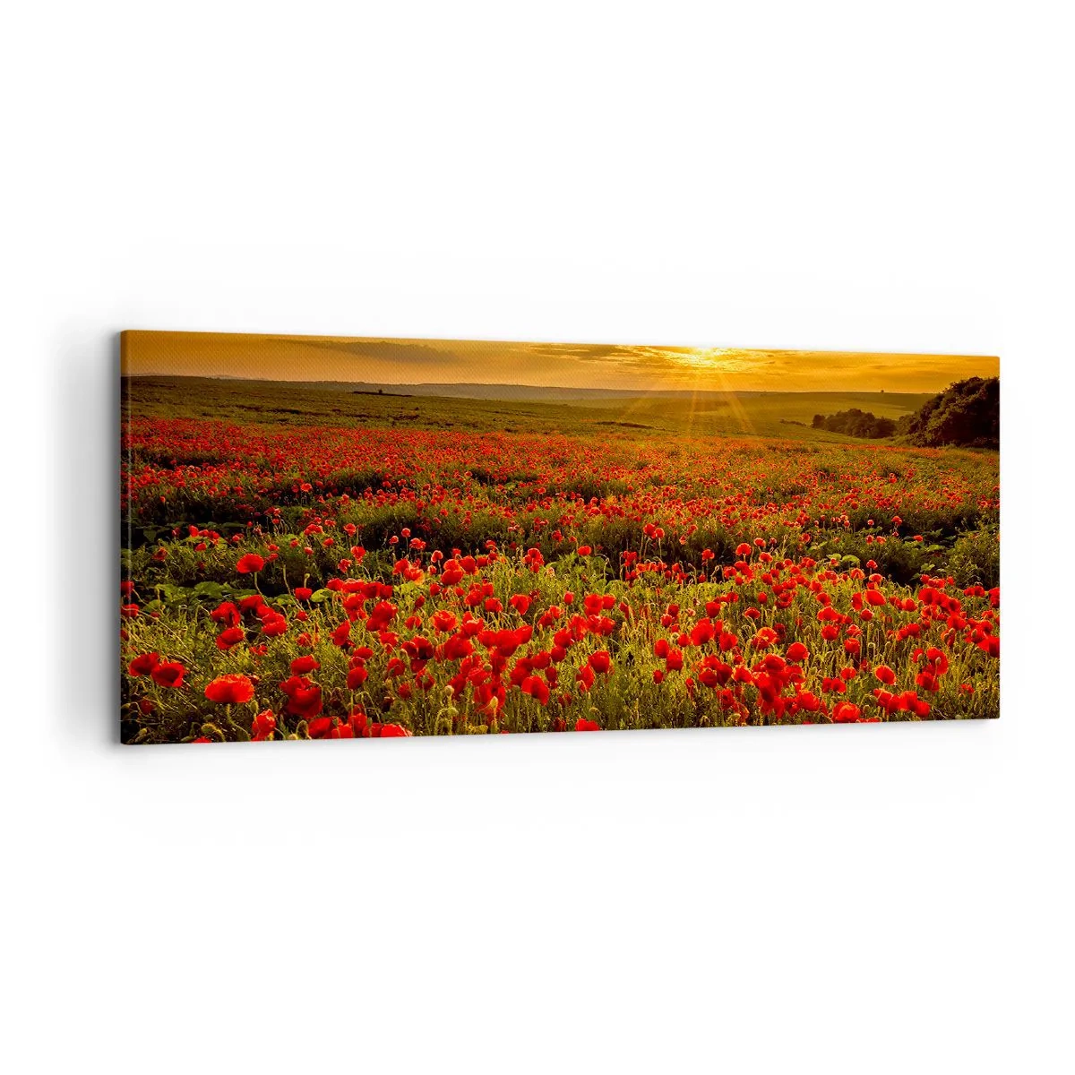 Cuadro sobre lienzo - Impresión de Imagen - Un campo de amapolas rojas bajo el resplandor del sol poniente. - 120x50cm - Entre los campos de flores - Decoración de pared moderna para salón y dormitorio ARTTOR
