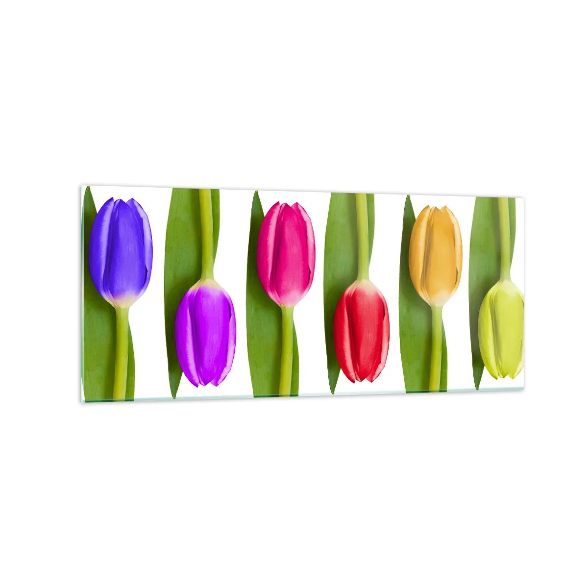 Cuadro sobre vidrio - Impresiones sobre Vidrio - Tulipanes multicolores dispuestos en fila sobre un fondo blanco. - 120x50cm - Composición del arco iris - Decoración de pared moderna para salón y dormitorio ARTTOR