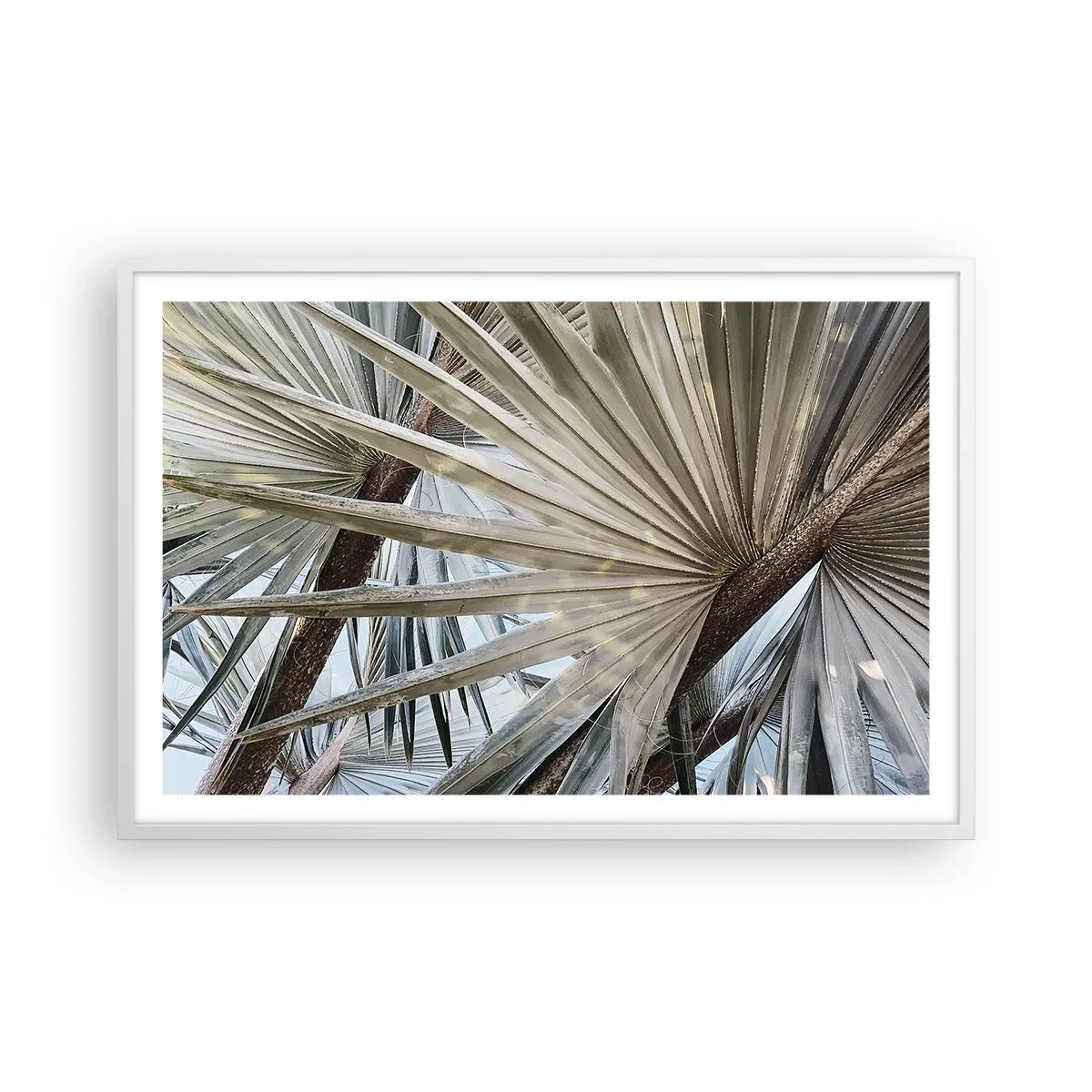 Póster en marco blanco - Abanicos en el trópico - 91x61 cm
