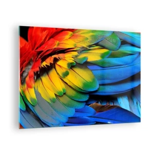 Cuadro sobre vidrio - Impresiones sobre Vidrio - Plumas de loro coloridas en intensos colores del arco iris. - 70x50cm - Ave del paraíso - Decoración de pared moderna para salón y dormitorio ARTTOR