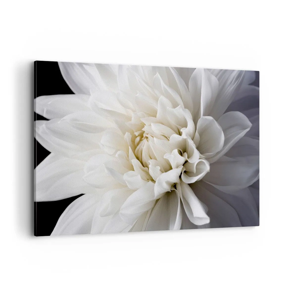 Cuadro sobre lienzo - Impresión de Imagen - Una delicada flor blanca sobre un fondo negro en una elegante composición. - 120x80cm - La novia de la mañana - Decoración de pared moderna para salón y dormitorio ARTTOR