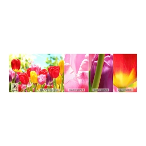 Muestra De Fotomural Standard Eco - Somos nosotros, ¡los colores de mayo! - flores, tulipanes, Jardín - 100x30 cm