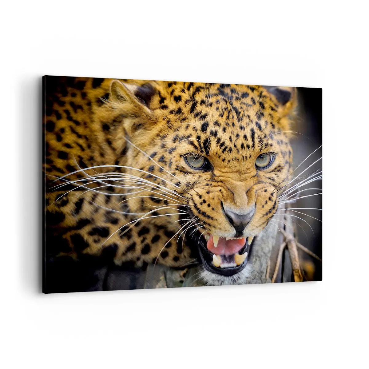 Cuadro sobre lienzo - Impresión de Imagen - Un primer plano de un leopardo amenazante con sus colmillos al descubierto. - 100x70cm - ¡Atrás, te lo advierto! - Decoración de pared moderna para salón y dormitorio ARTTOR