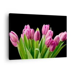 Cuadro sobre lienzo - Impresión de Imagen - Tulipanes rosados con gotas de rocío sobre un fondo negro - 70x50cm - La alegría de la primavera - Decoración de pared moderna para salón y dormitorio ARTTOR
