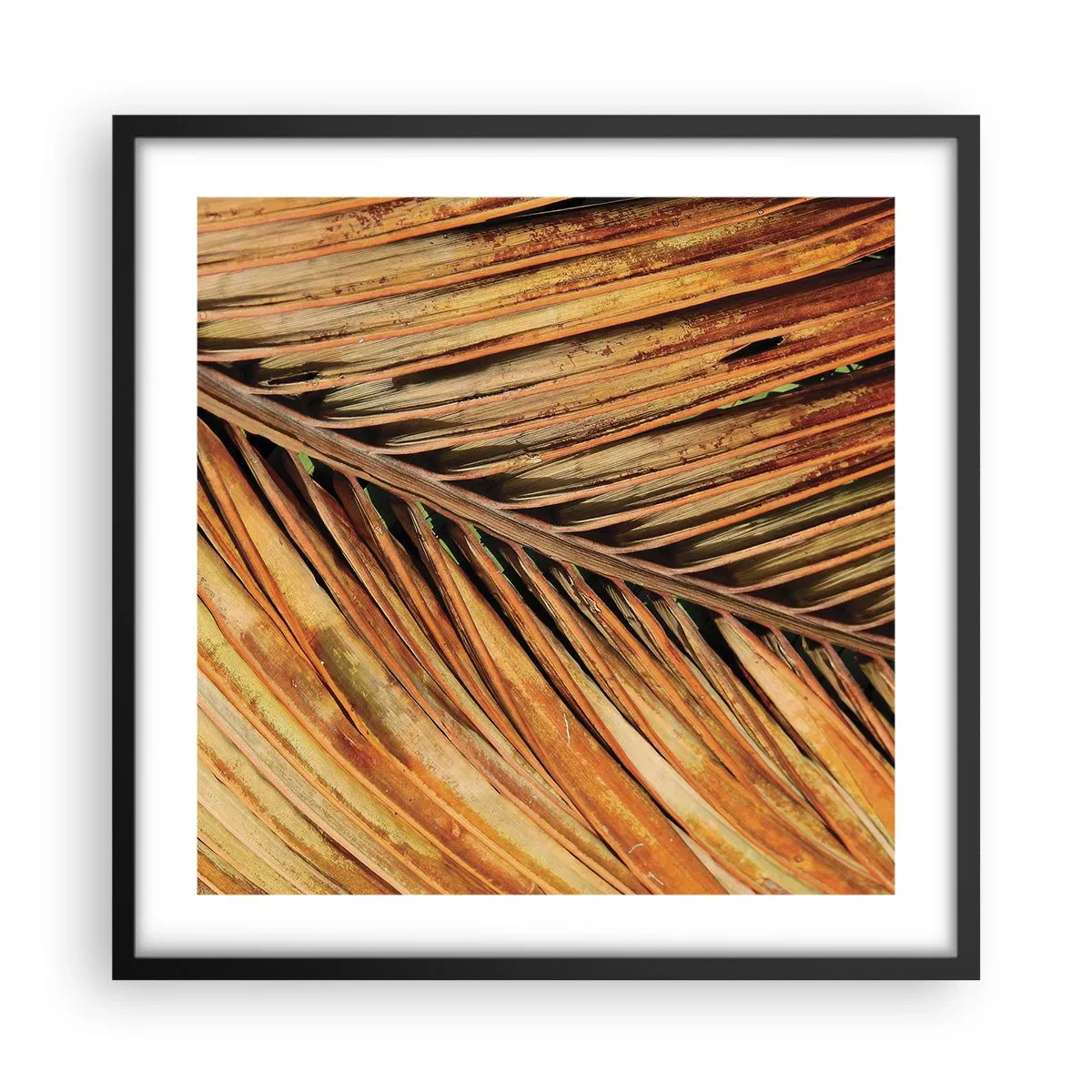 Póster en marco negro - Oro de coco - 50x50 cm