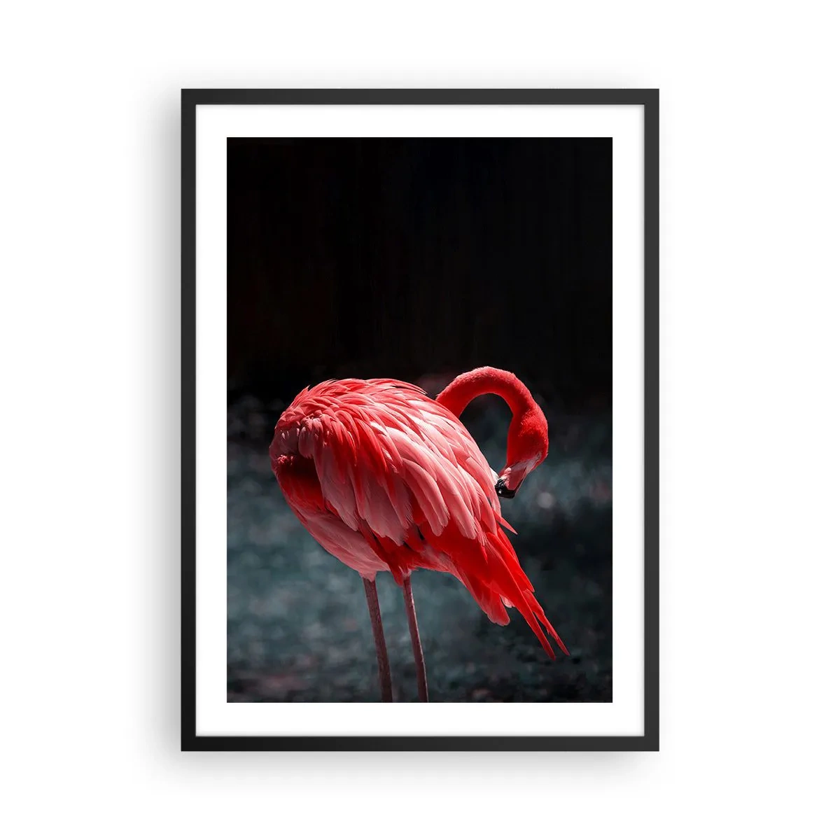 Póster en marco negro - Un flamenco rojo sobre un fondo oscuro, sutilmente girado hacia sí mismo. - 50x70cm - Un poema carmesí de la naturaleza - Decoración de pared moderna para salón y dormitorio ARTTOR