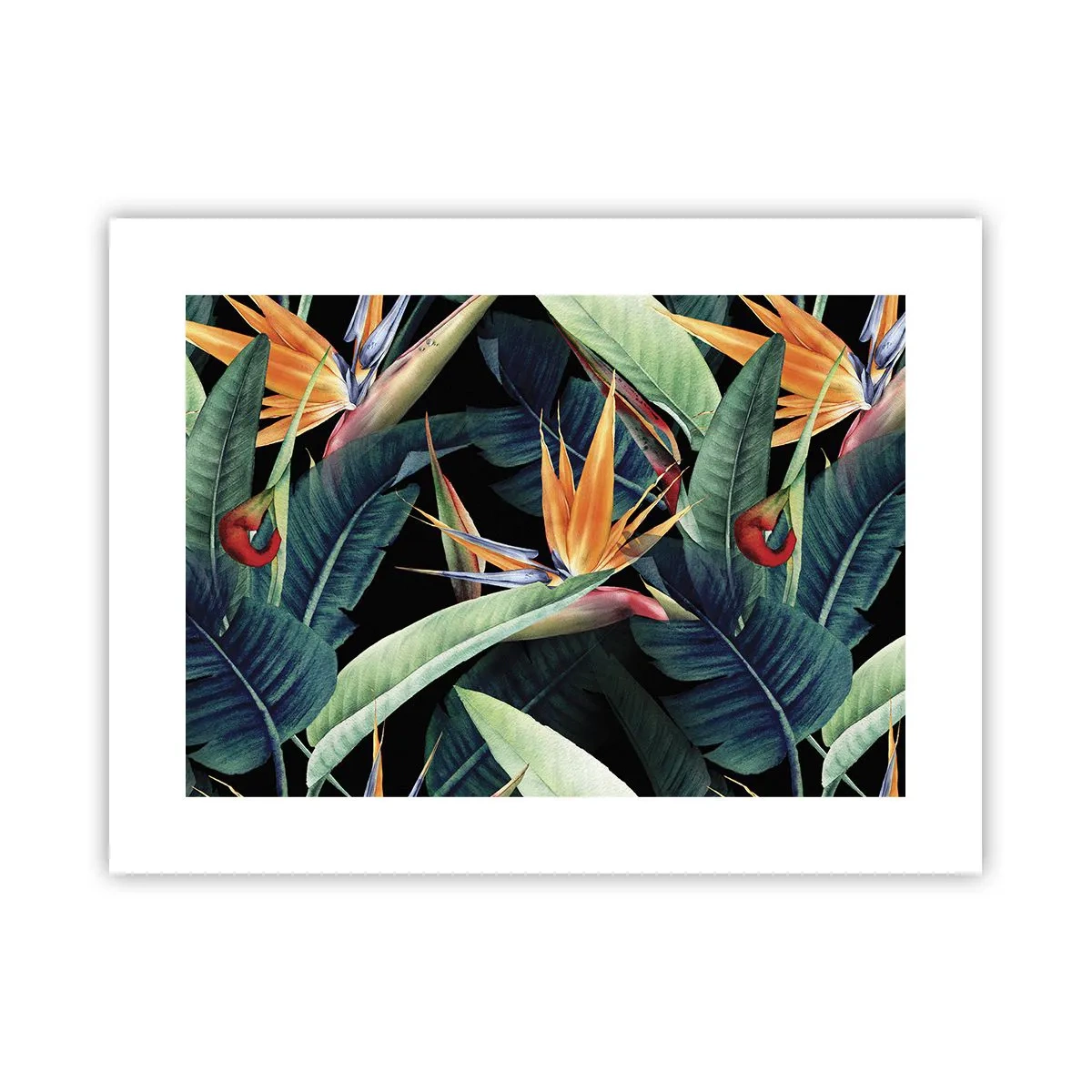 Póster - Flores de llamas de los trópicos - 40x30 cm