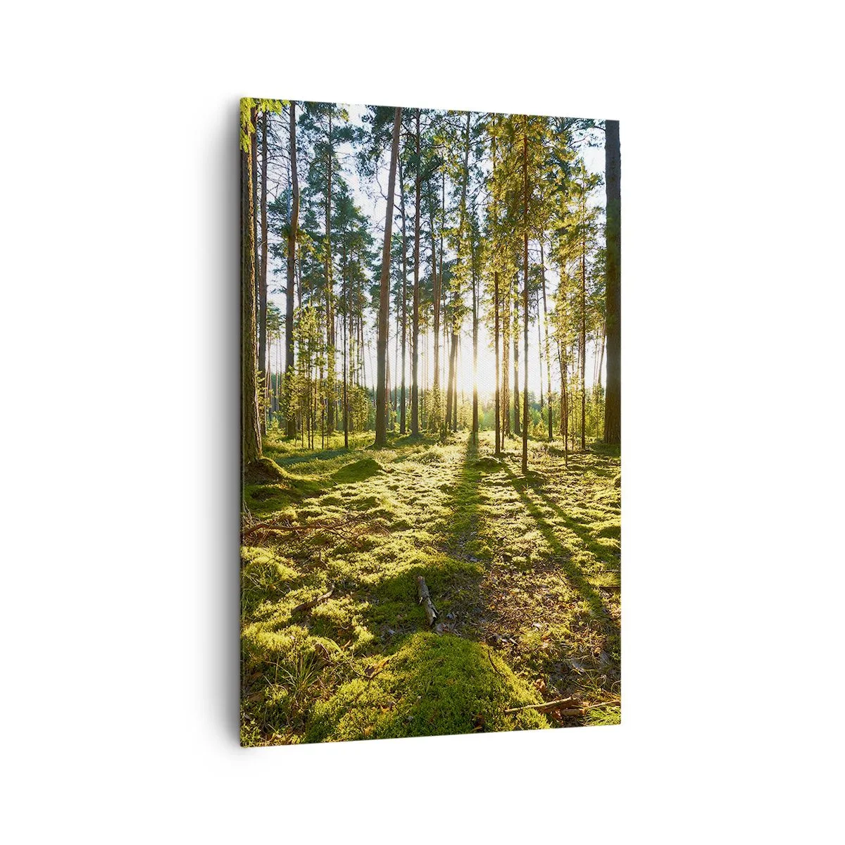 Cuadro sobre lienzo - Impresión de Imagen - Bosque verde iluminado por la luz del sol sobre el musgo. - 80x120cm - ...Más allá de los siete bosques - Decoración de pared moderna para salón y dormitorio ARTTOR