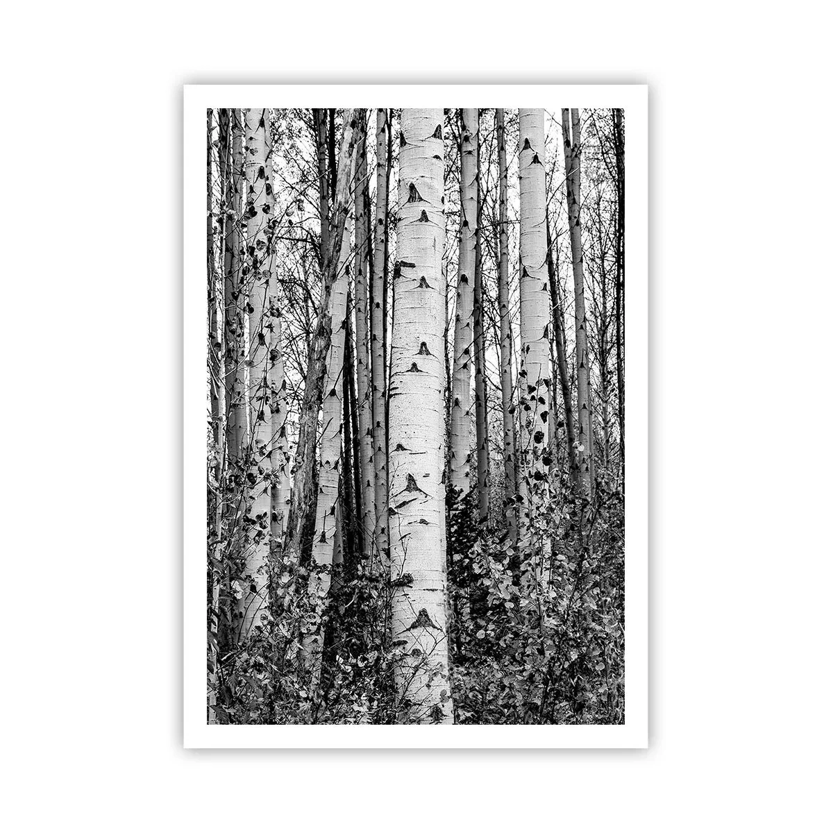 Póster - Columnas de abedules - 70x100 cm
