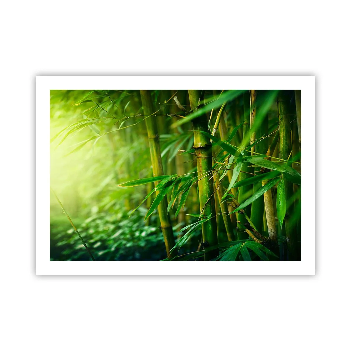 Póster - Conocer el propio verdor - 70x50 cm