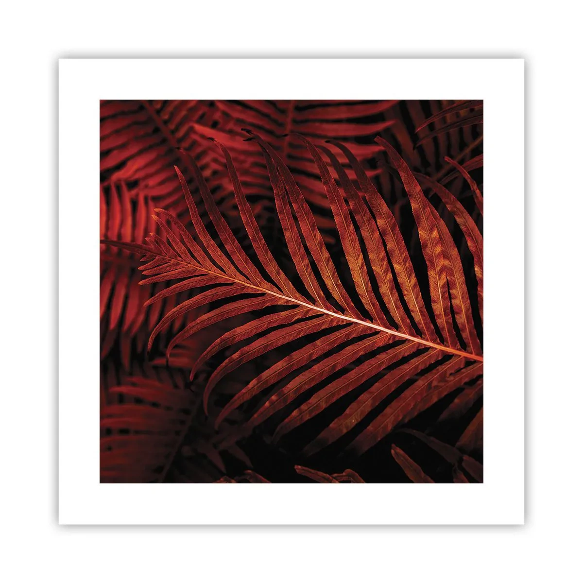 Póster - Las brasas de la vida - 40x40 cm