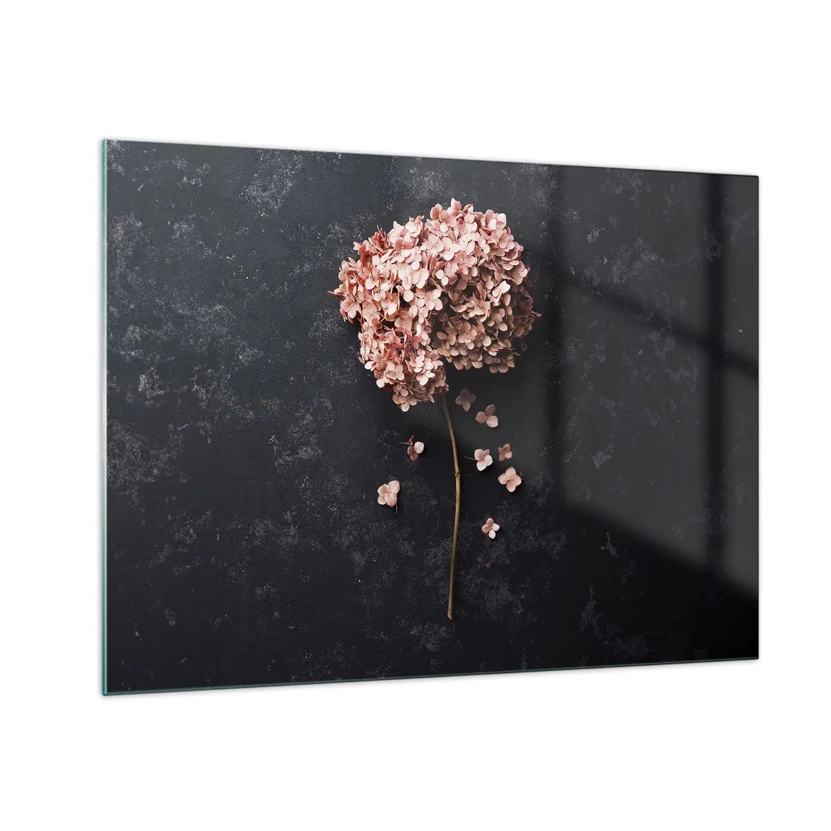 Cuadro sobre vidrio - Impresiones sobre Vidrio - Hortensia seca con pétalos dispersos sobre un fondo oscuro. - 70x50cm - Un signo verdaderamente romántico - Decoración de pared moderna para salón y dormitorio ARTTOR