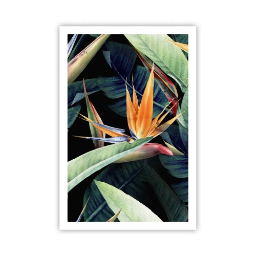 Póster - Flores de llamas de los trópicos - 61x91 cm