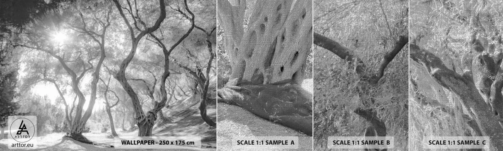 Muestra de fotomural Premium Canvas - En un olivar - Bosque, Invierno, Árboles - 100x30 cm