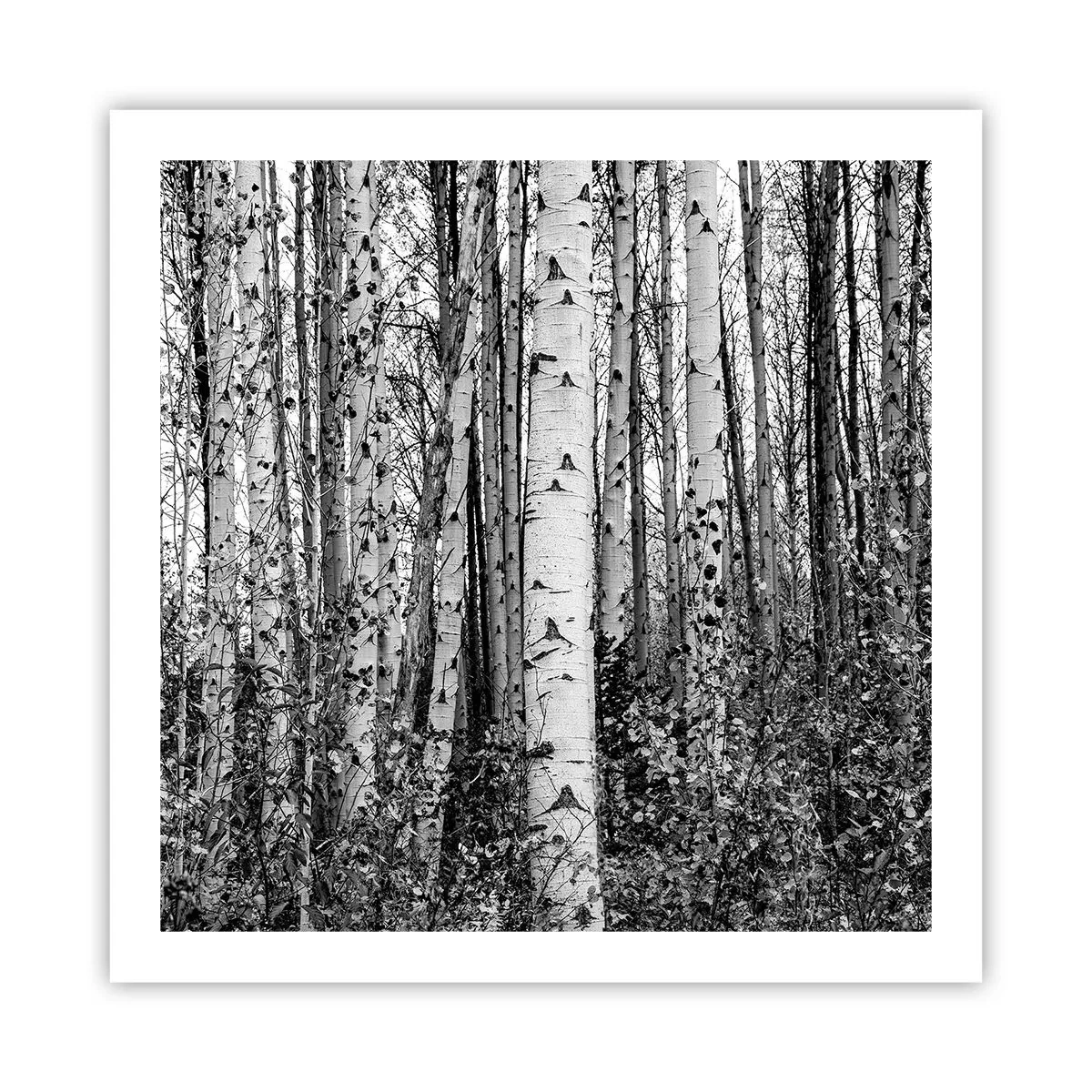 Póster - Columnas de abedules - 60x60 cm