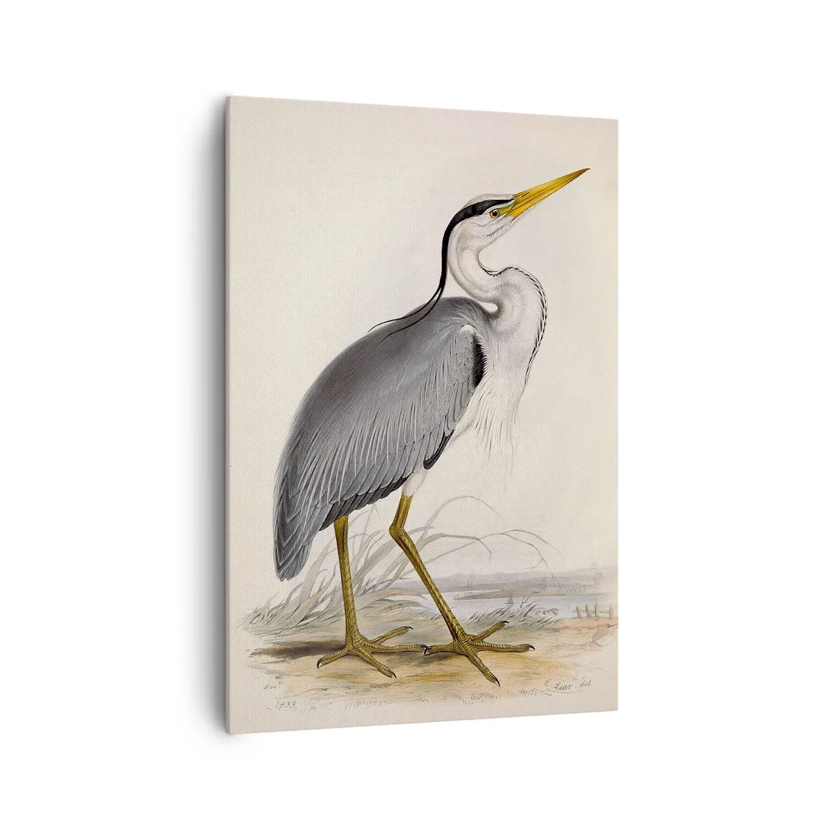 Cuadro sobre lienzo - Impresión de Imagen - Encanto de garza - 70x100 cm