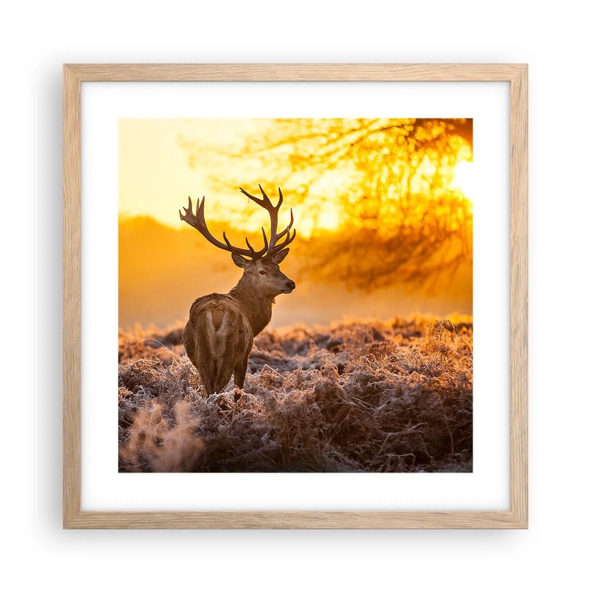 Póster en marco roble claro - Rey del bosque de otoño - 40x40 cm