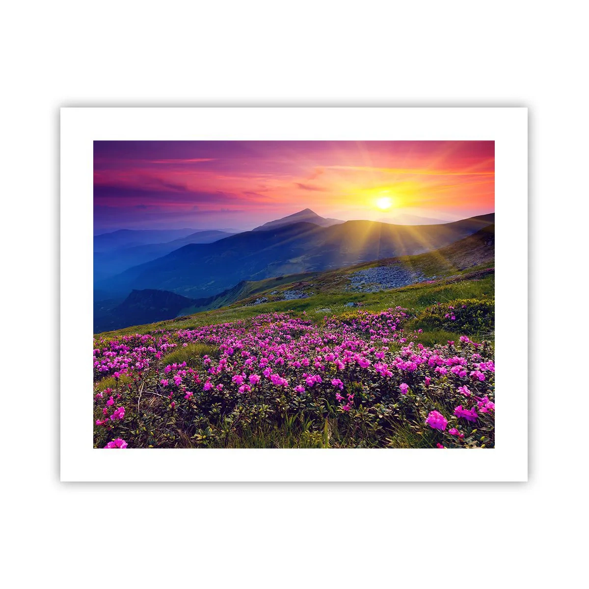 Póster - ... Y el aroma a hierbas está por todas partes - 50x40 cm