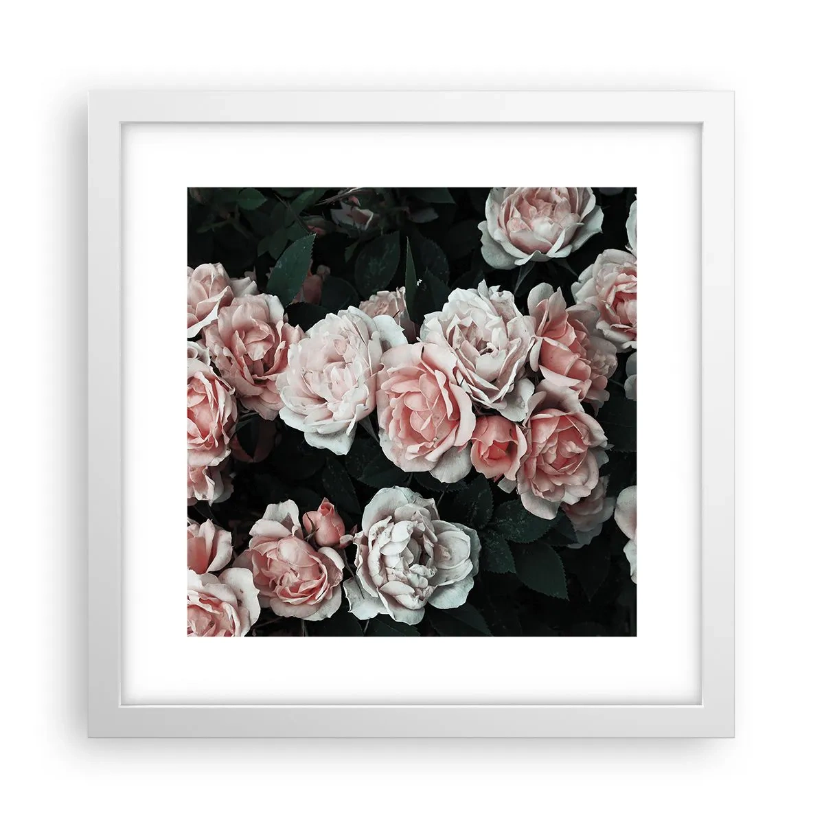 Póster en marco blanco - Conjunto de rosas - 30x30 cm