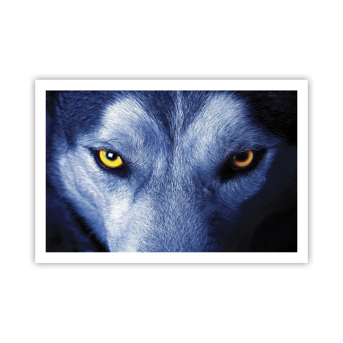 Póster - La mirada hipnótica - 91x61 cm