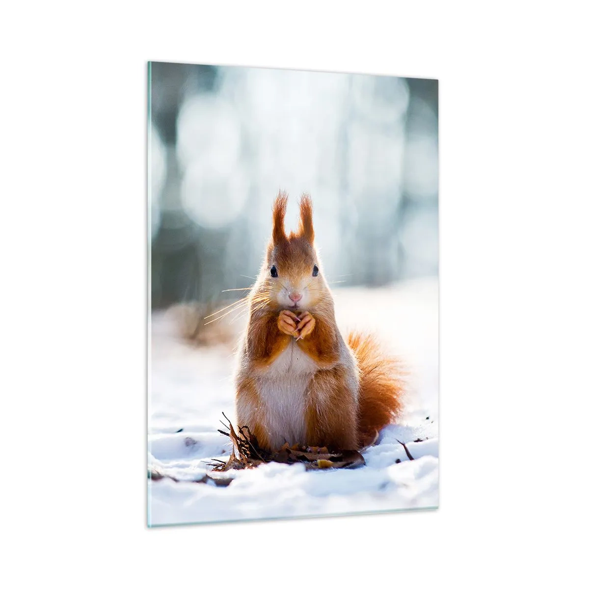 Cuadro sobre vidrio - Impresiones sobre Vidrio - Ardilla en la nieve con una nuez en el bosque invernal. - 50x70cm - ¿Qué estás mirando? - Decoración de pared moderna para salón y dormitorio ARTTOR