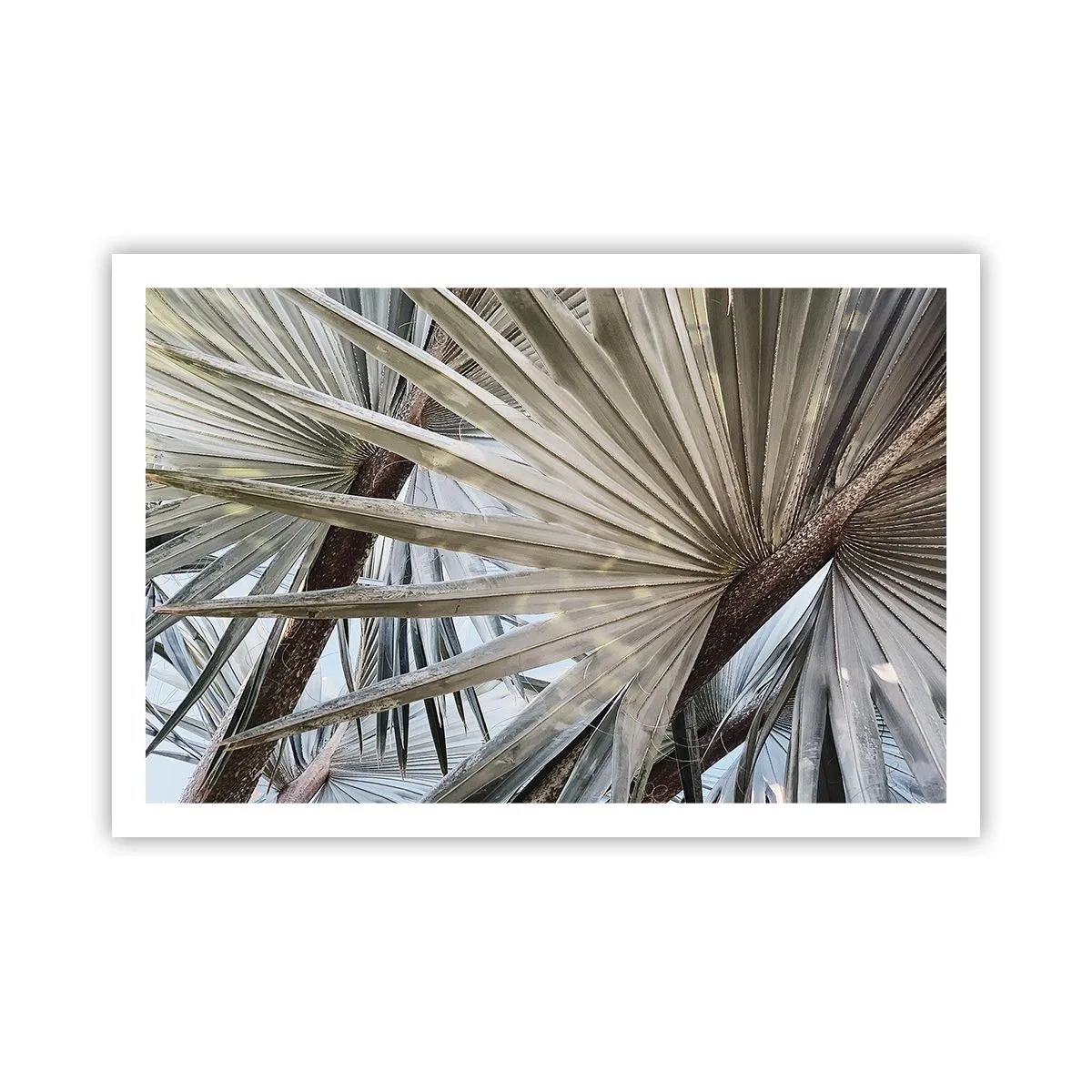 Póster - Abanicos en el trópico - 91x61 cm