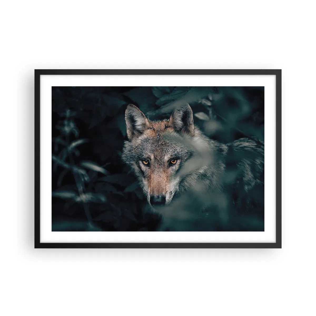 Póster en marco negro - Un lobo en su entorno natural, mirando desde las profundidades del bosque. - 70x50cm - Cazador - Decoración de pared moderna para salón y dormitorio ARTTOR