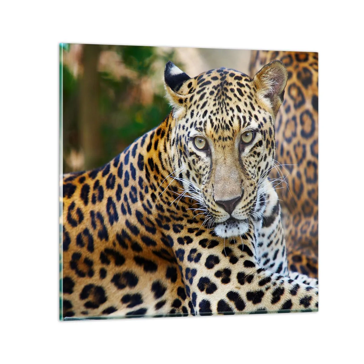 Cuadro sobre vidrio - Impresiones sobre Vidrio - Salvaje y tranquilo - 50x50 cm