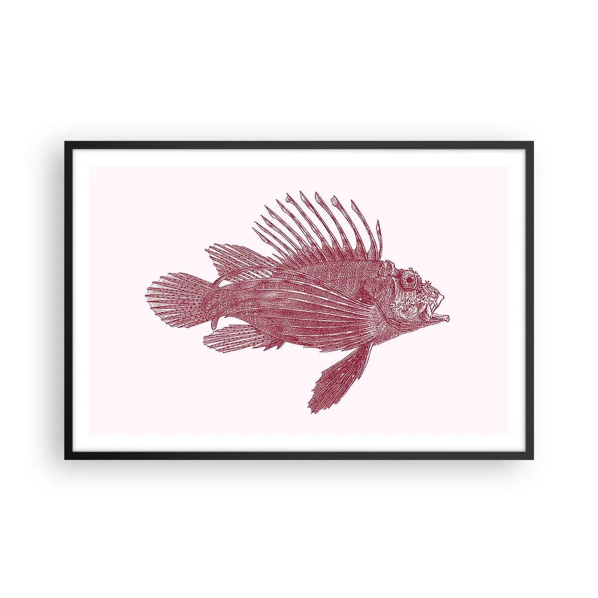 Póster en marco negro - Un habitante de aguas exóticas - 91x61 cm