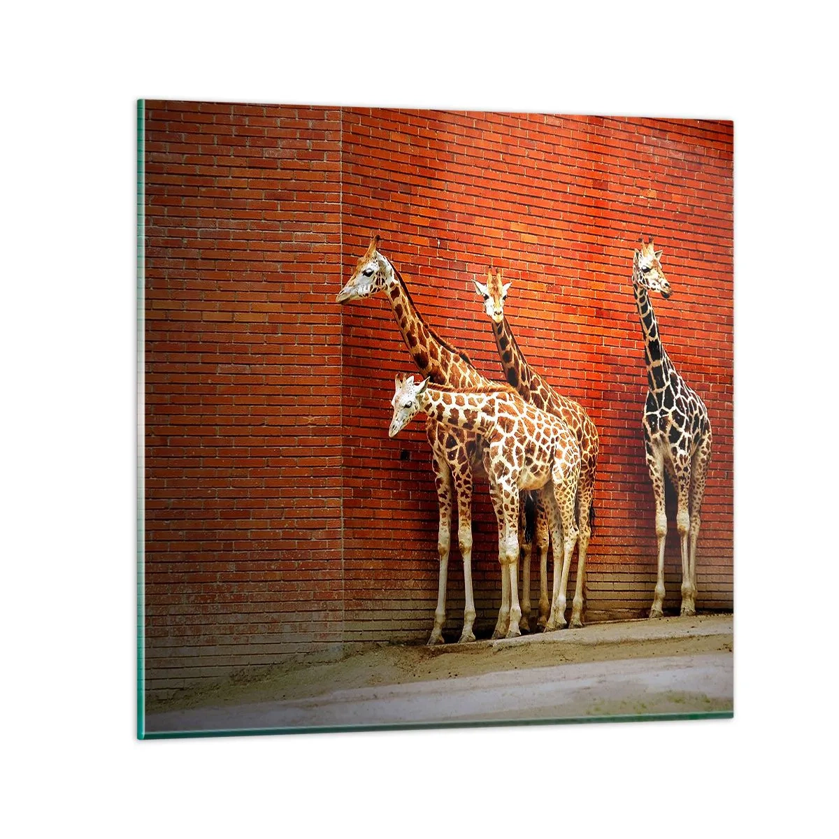 Cuadro sobre vidrio - Impresiones sobre Vidrio - ¿Ves alguna acacia? - 70x70 cm