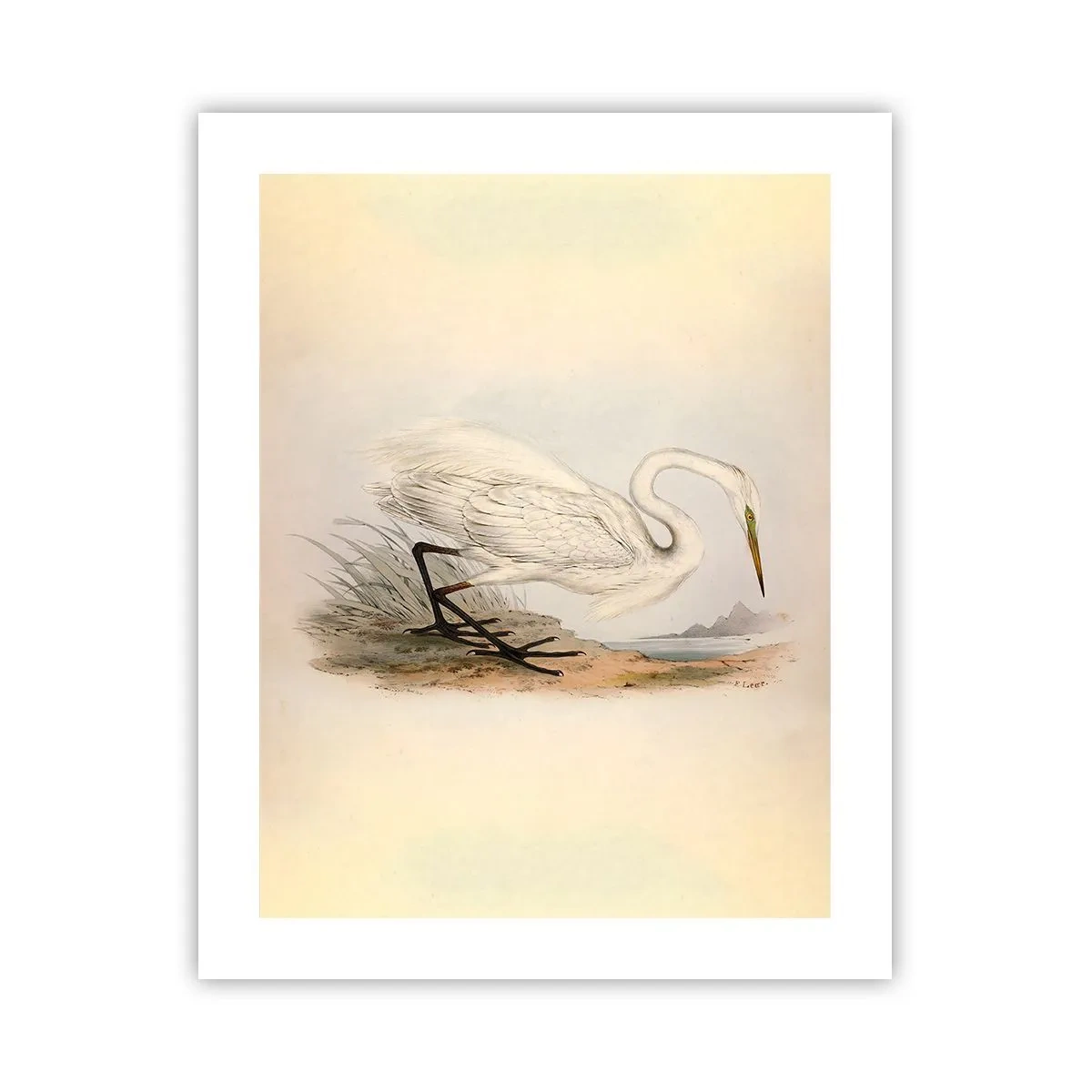 Póster - Dama de los juncos - 40x50 cm