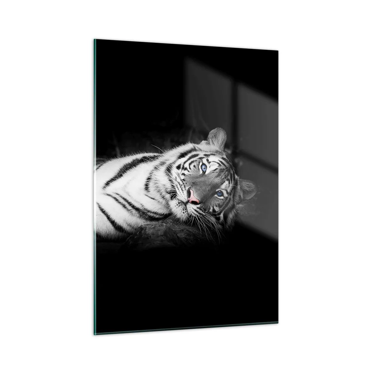 Cuadro sobre vidrio - Impresiones sobre Vidrio - Un tigre blanco con ojos azules en un entorno en blanco y negro. - 50x70cm - Salvaje y tranquilo - Decoración de pared moderna para salón y dormitorio ARTTOR