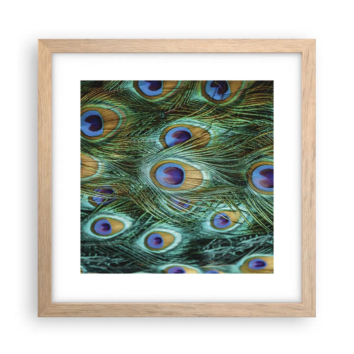 Póster en marco roble claro - Mirada de pavo real - 30x30 cm