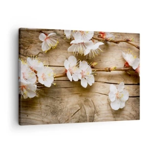 Cuadro sobre lienzo - Impresión de Imagen - Ramas de cerezos en flor sobre un fondo de tabla de madera - 70x50cm - Se acerca la primavera - Decoración de pared moderna para salón y dormitorio ARTTOR