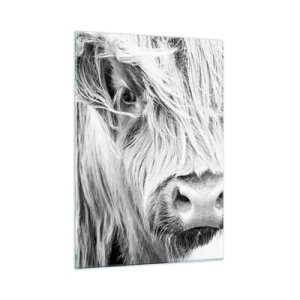 Cuadro sobre vidrio - Impresiones sobre Vidrio - Primer plano de un ganado escocés de pelo largo en blanco y negro - 50x70cm - La naturaleza escocesa - Decoración de pared moderna para salón y dormitorio ARTTOR