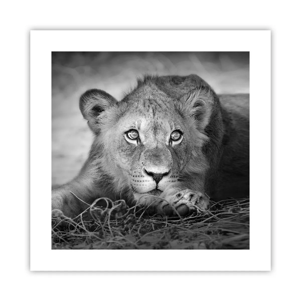 Póster - Un cachorro real - 40x40 cm