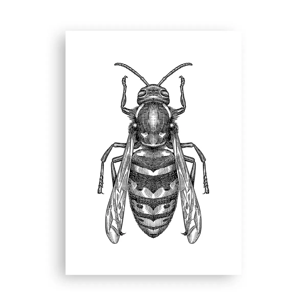 Póster - Ilustración detallada de una avispa. - 50x70cm - Desde un planeta de insectos - Decoración de pared moderna para salón y dormitorio ARTTOR