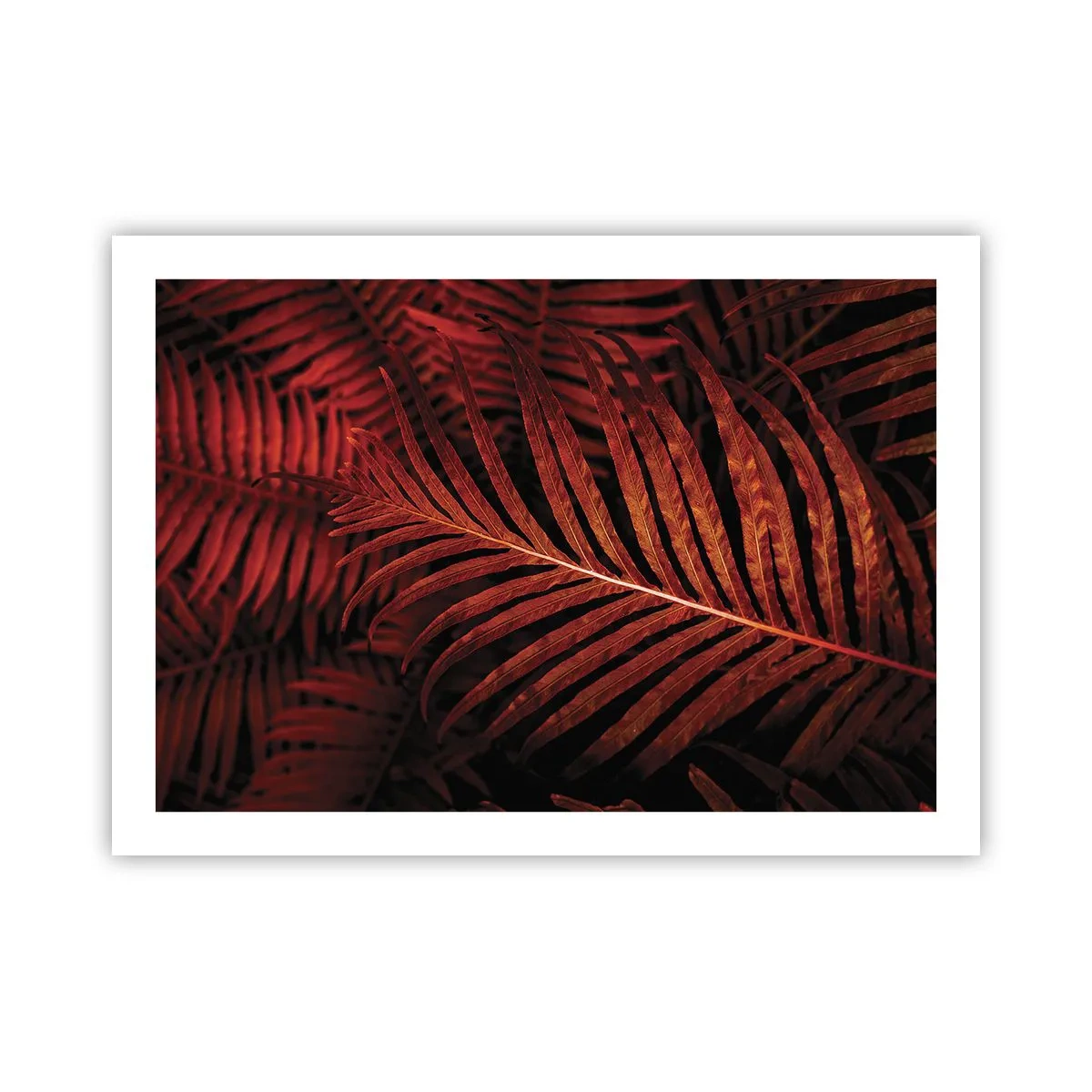Póster - Las brasas de la vida - 70x50 cm