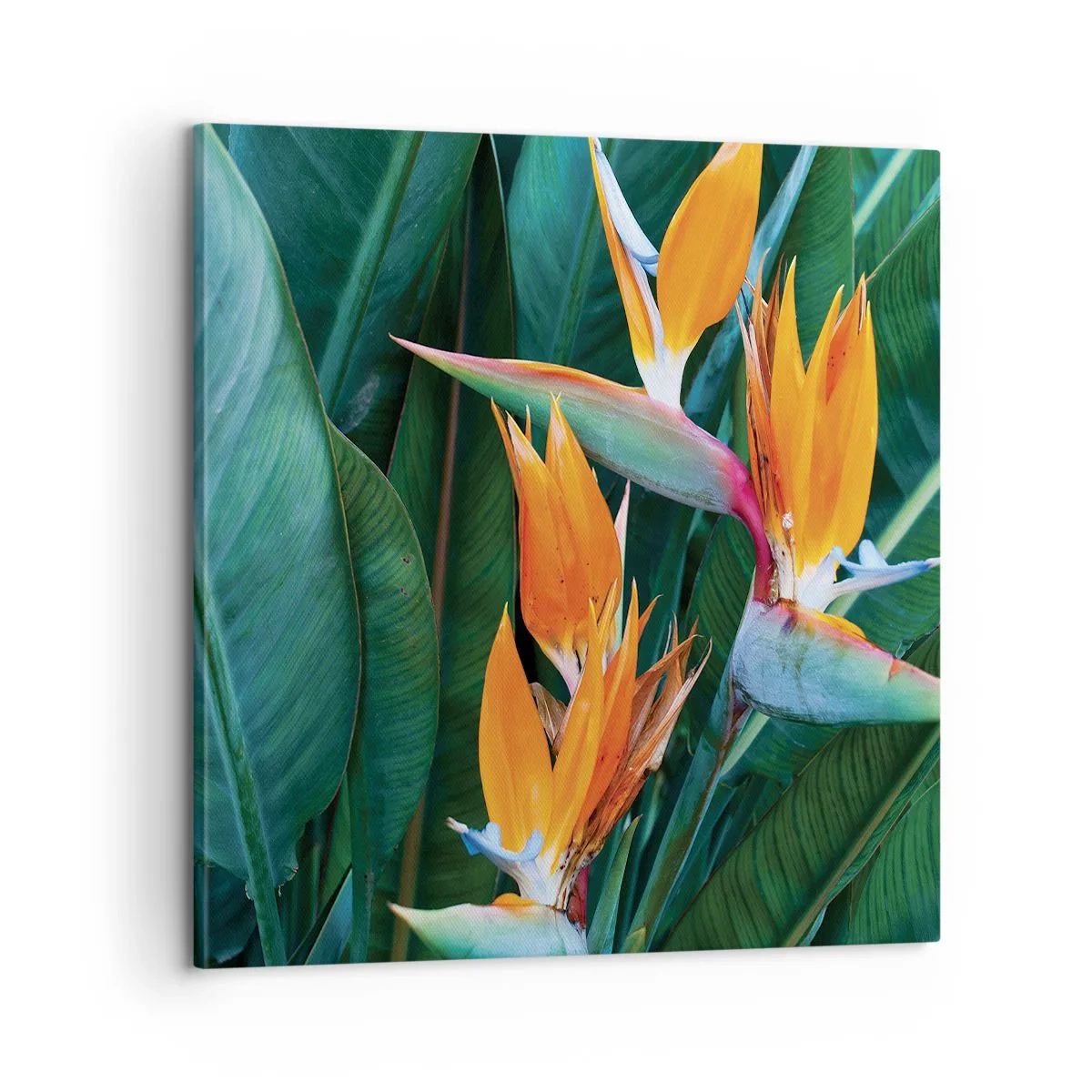 Cuadro sobre lienzo - Impresión de Imagen - ¿Es una flor o es un pájaro? - 60x60 cm