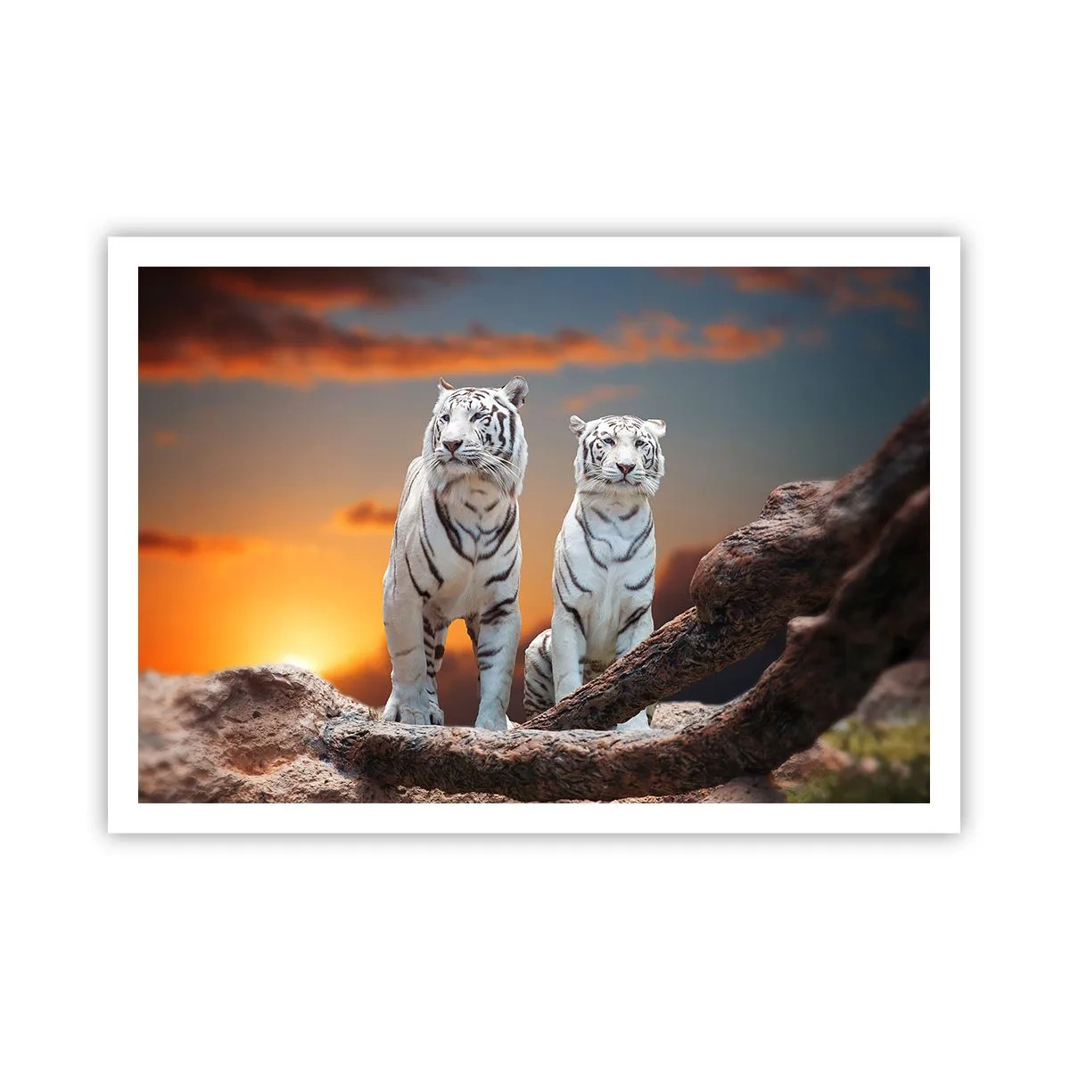 Póster - Tigres blancos al atardecer con la naturaleza como telón de fondo - 100x70cm - Como en Narnia - Decoración de pared moderna para salón y dormitorio ARTTOR