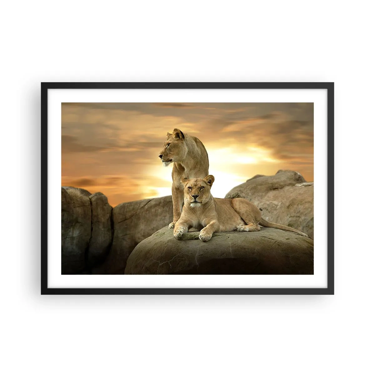 Póster en marco negro - Dos leonas descansando sobre una roca durante la puesta de sol - 70x50cm - Majestuosidad real - Decoración de pared moderna para salón y dormitorio ARTTOR