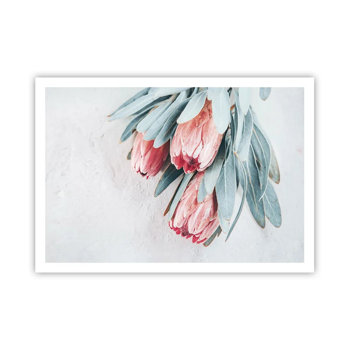 Póster - Sutiles flores de protea rosa sobre un fondo claro. - 100x70cm - Avergonzada de su propia belleza - Decoración de pared moderna para salón y dormitorio ARTTOR