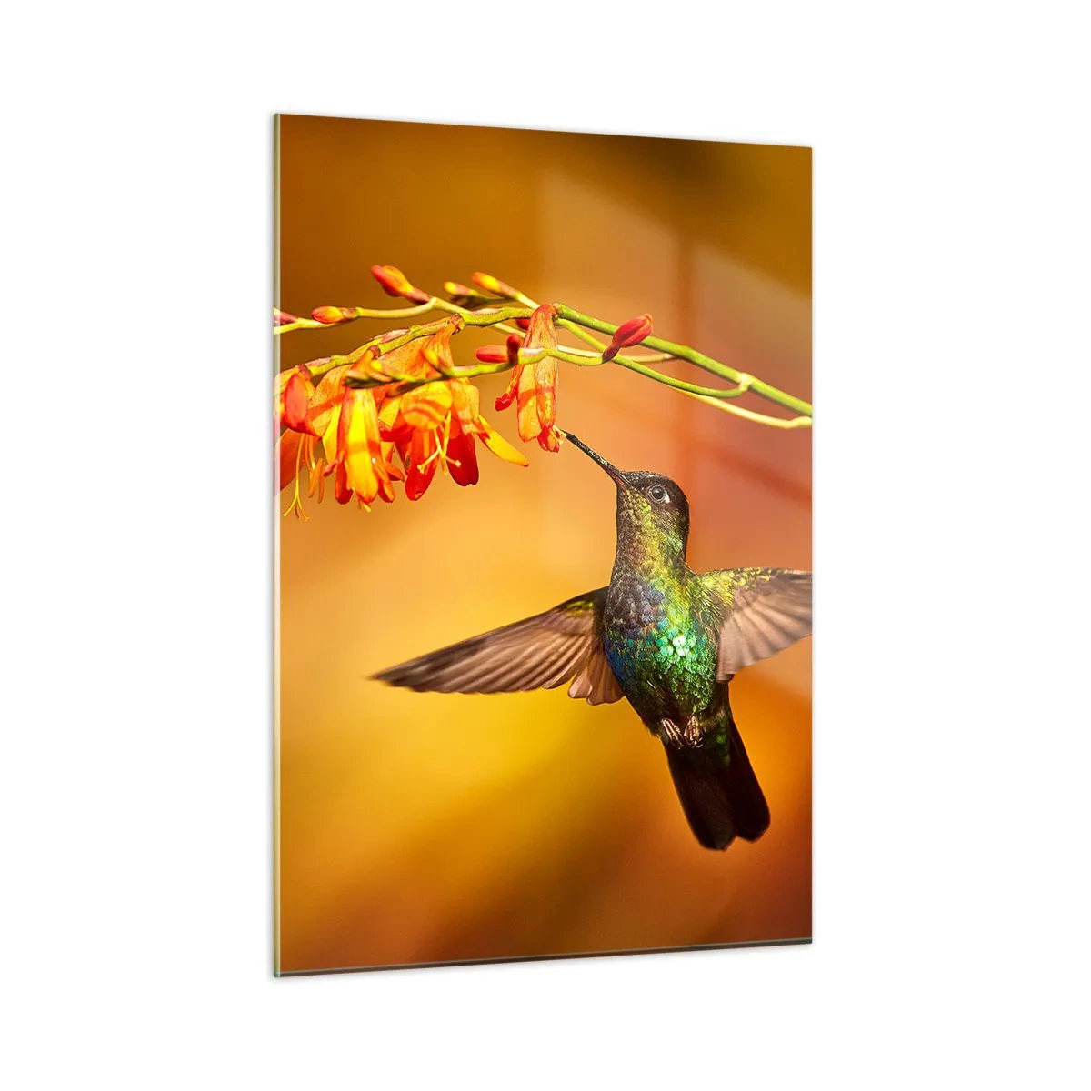 Cuadro sobre vidrio - Impresiones sobre Vidrio - Colibrí junto a flores en un resplandor dorado. - 50x70cm - Mensajero de la luz - Decoración de pared moderna para salón y dormitorio ARTTOR