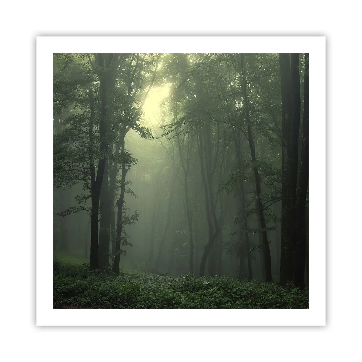 Póster - Antes de que se despierte el bosque - 60x60 cm