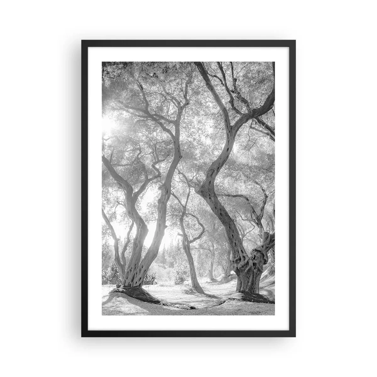 Póster en marco negro - Fotografía en blanco y negro de árboles sinuosos bajo la luz del sol. - 50x70cm - En un olivar - Decoración de pared moderna para salón y dormitorio ARTTOR