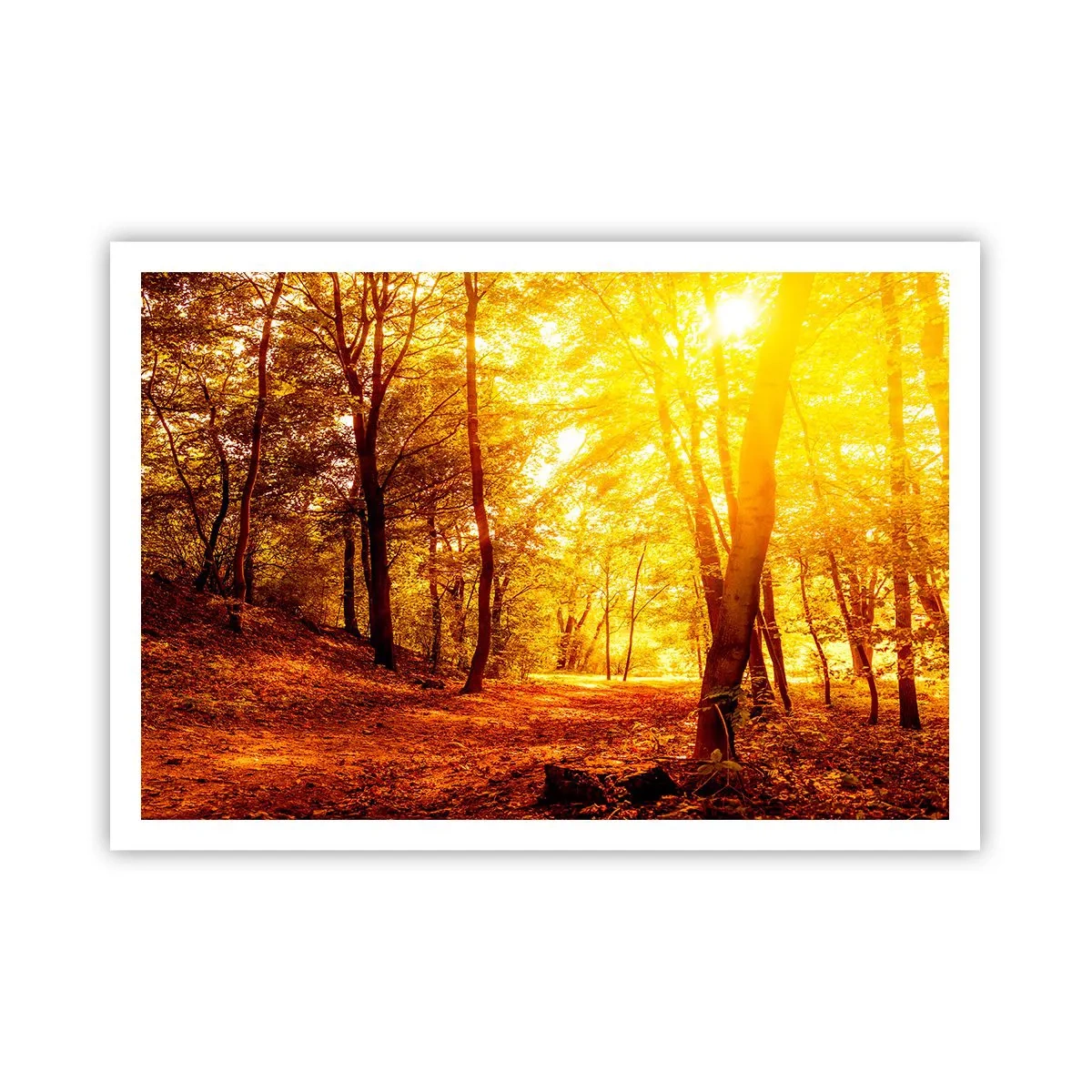 Póster - Claro de otoño bajo la luz dorada del sol con un sendero forestal - 100x70cm - Hacia un claro de oro - Decoración de pared moderna para salón y dormitorio ARTTOR