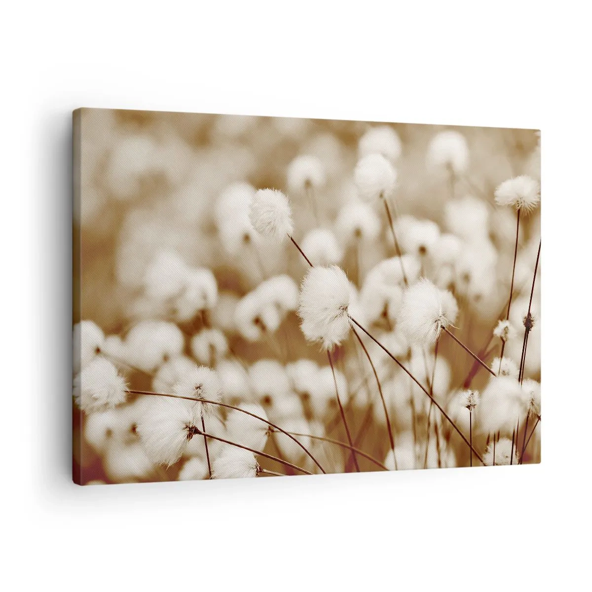 Cuadro sobre lienzo - Impresión de Imagen - Un campo de delicadas plantas en tonos sepia. - 70x50cm - Un mullido colchón - Decoración de pared moderna para salón y dormitorio ARTTOR
